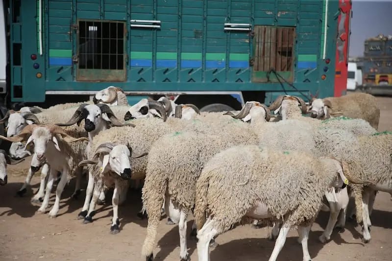 سرقة أزيد من 100 رأس غنم يستنفر درك سعادة بمراكش