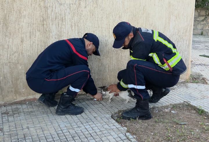 الدار البيضاء.. الوقاية المدنية تنقذ قطة عالقة فوق شجرة بالبرنوصي