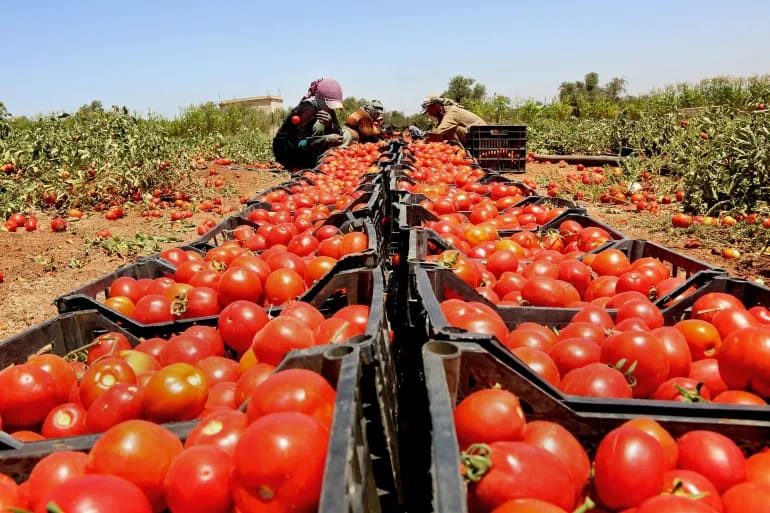 بعد أزمة البصل.. الطماطم تشعل الأسعار وأسواق الجملة في قلب الجدل