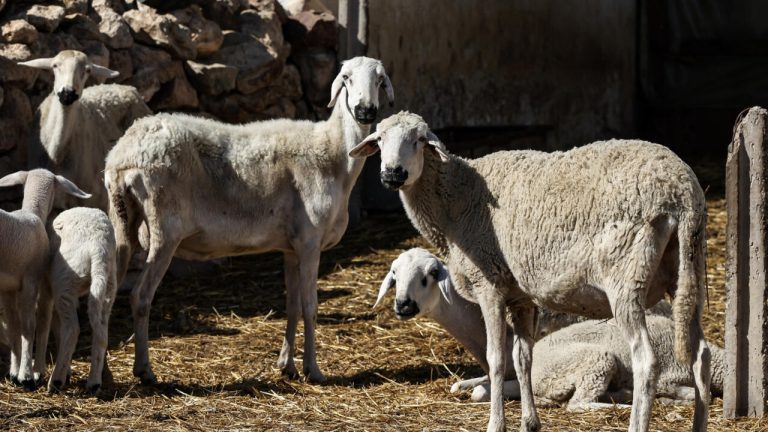 مبالغ ناقصة بأكثر من النصف.. كسابة الخميسات يشتكون اختلالات الدفعة الثانية من دعم إناث الأغنام