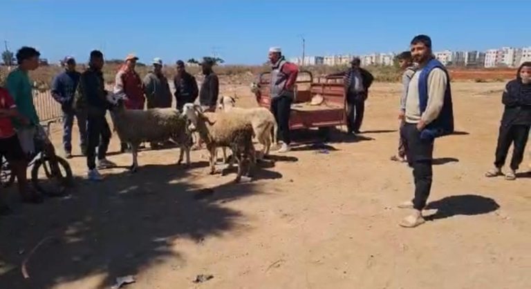 يحدث في المحمدية.. 4 أكباش فقط في رحبة الغنم رغم افتتاحها 3 أيام