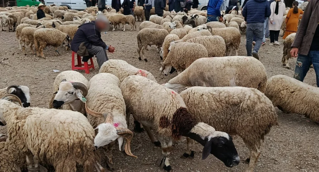 عيد الأضحى.. وزارة الفلاحة تؤكد حرصها على تعزيز إجراءات مراقبة ومواكبة الأسواق