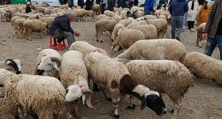 عيد الأضحى.. وزارة الفلاحة تؤكد حرصها على تعزيز إجراءات مراقبة ومواكبة الأسواق