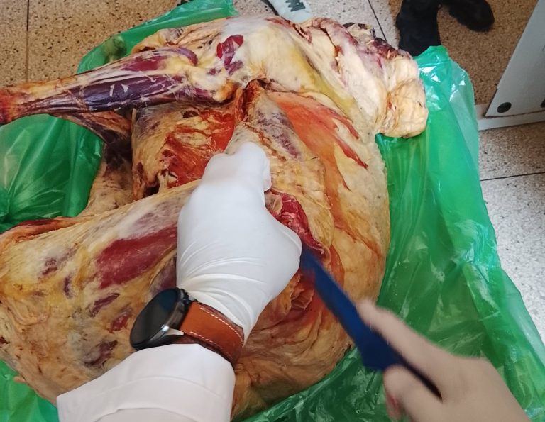 شكاية ببرشيد حول شبهة نصب في شراء أضحية العيد.. وخبرة بيطرية تؤكد إصابتها باليرقان