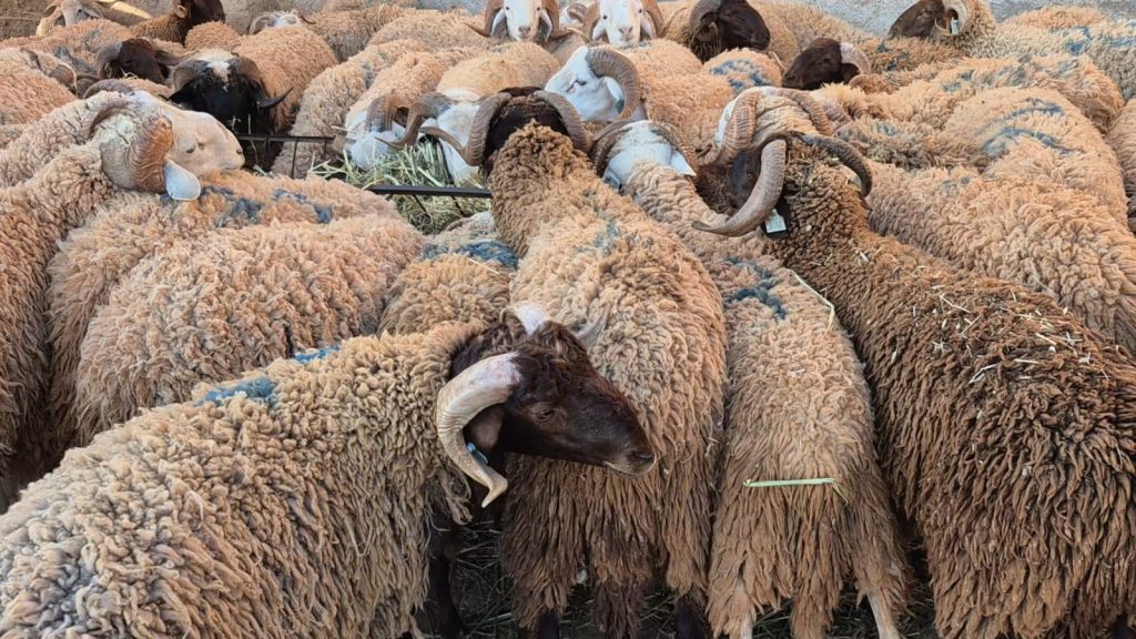 سوق الأضاحي بوجدة.. وفرة في العرض وجودة "بني كيل" تتصدر المشهد ​