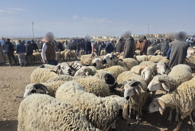 جرسيف.. حركة تجارية متزايدة بسوق الأغنام وتوقعات بارتفاع الإقبال