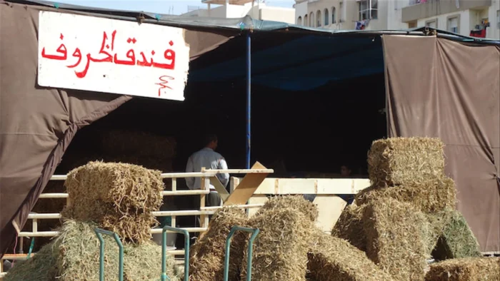 فندق الخروف يعود للواجهة و يغزو إقامات السكن الاقتصادي و الأحياء الشعبية