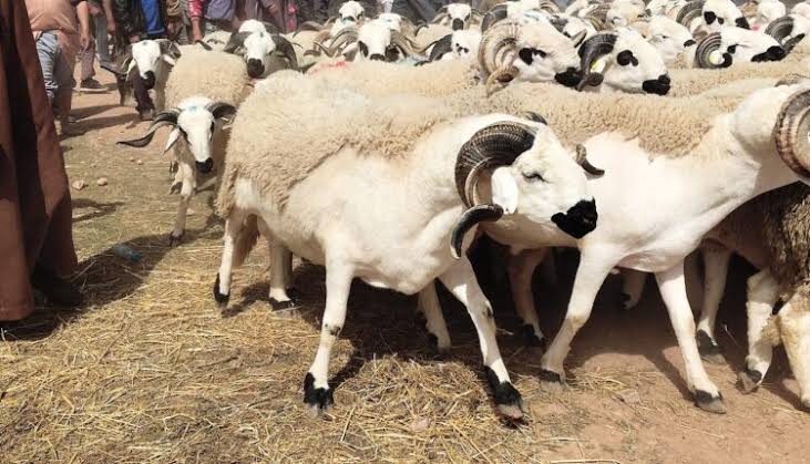 وزارة الفلاحة: الأغنام و الماعز المخصصة لعيد الأضحى تقدر بحوالي 9 ملايين رأس