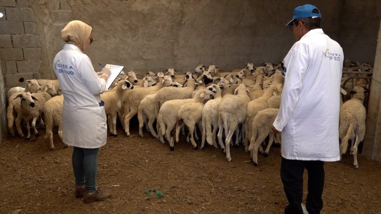 وزارة الفلاحة: اختبارات أونسا أظهرت أن الحالة الصحية للقطيع الوطني جيدة