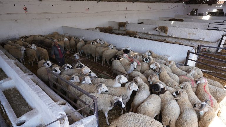 وزارة الفلاحة: تم تسجيل 160 ألف ضيعة لتربية وتسمين أضاحي العيد بالمغرب