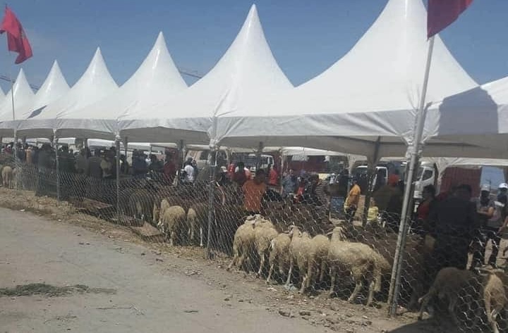 وزارة الفلاحة: تم إنشاء 35 سوق مؤقت لبيع أضاحي العيد بمجموعة من المدن