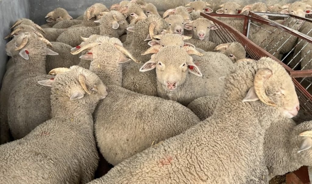 رغم أنها الأقل سعرا في السوق.. إقبال ضعيف على سلالة الميرينوس من طرف المغاربة