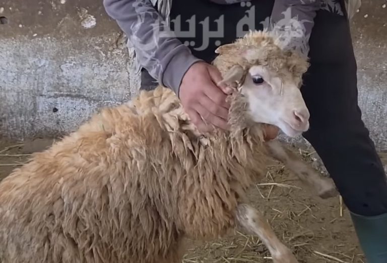بالفيديو: حولي ب 1200 درهم عند السطاتي.. واش دايز في ذبيحة عيد الأضحى؟