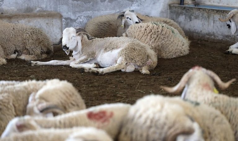 بعد مقال هبة بريس.. سلطات بني خلف تداهم مستودعات الشناقة لتخزين الأضاحي