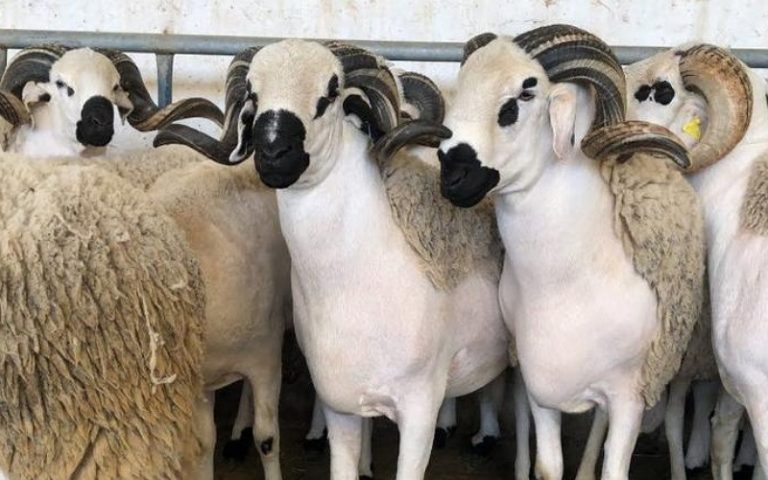 من 69 إلى 90 درهم… ارتفاع غير مبرر في أسعار أضاحي العيد ضواحي مديونة