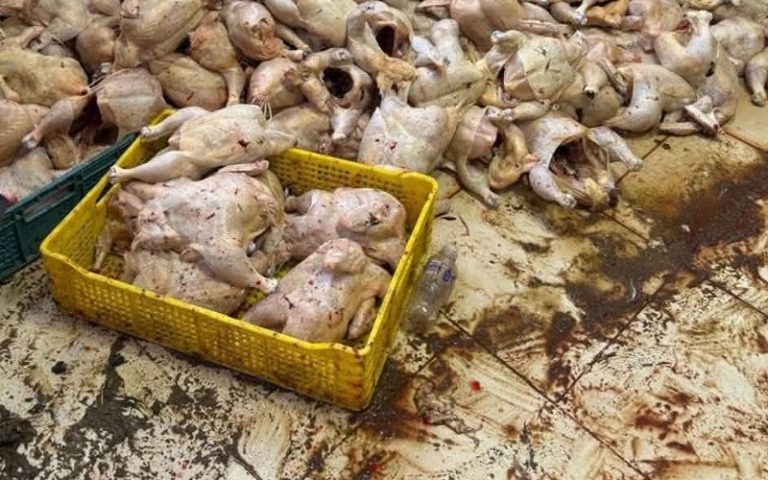 كان في طريقه لبطون المستهلكين.. حجز حوالي طنين من الدجاج الفاسد بطنجة