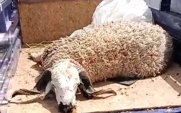 بالبيضاء.. نفوق خروف اشترته سيدة بـ7000 درهما قبيل وصوله إلى المنزل