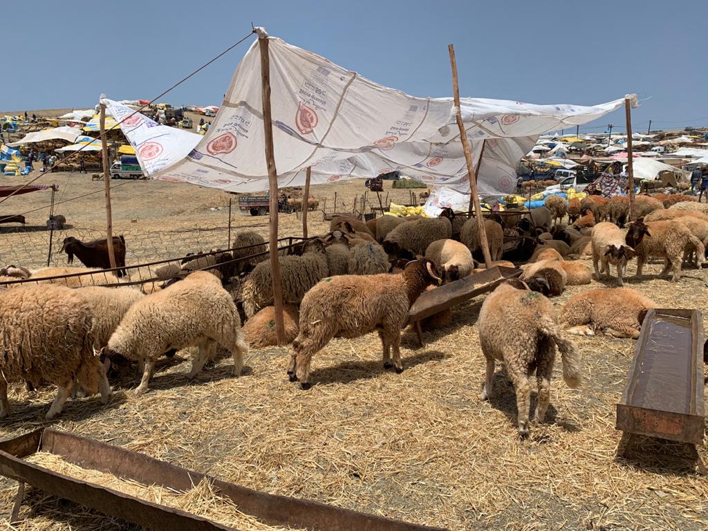 جماعة القنيطرة تخصص فضاءً بولاد وجيه لبيع أضاحي العيد