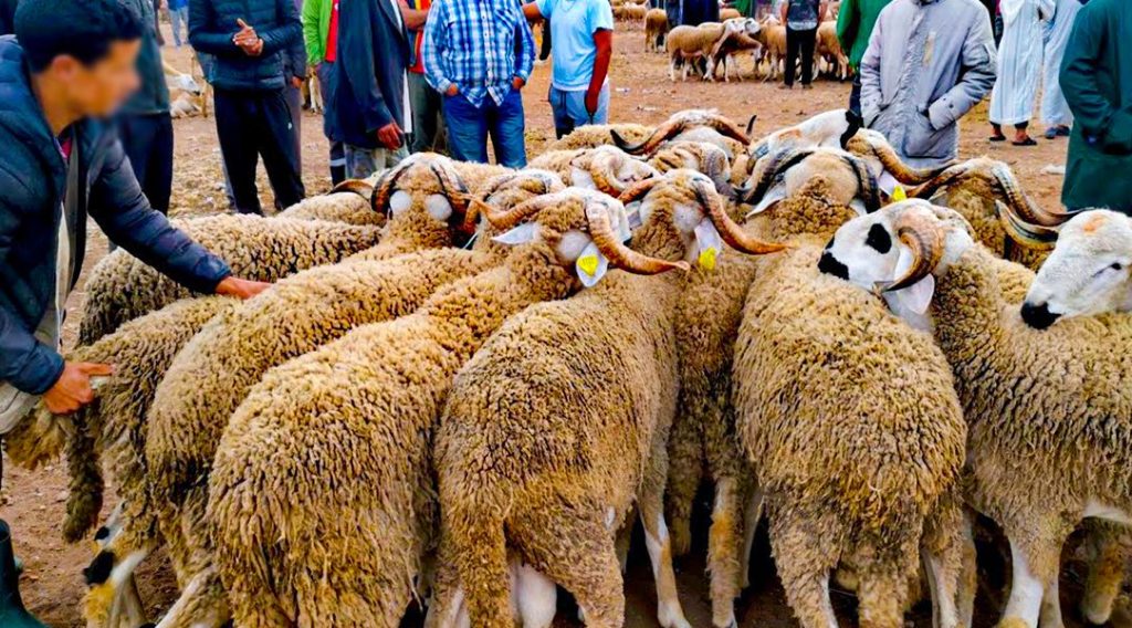 جماعة سطات تمنع بيع الأكباش خارج السوق الأسبوعي