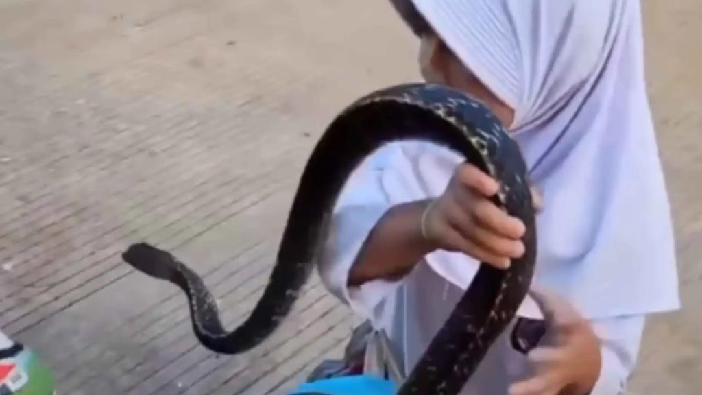 ثعبان ضخم داخل حقيبة تلميذة يشعل مواقع التواصل (فيديو)