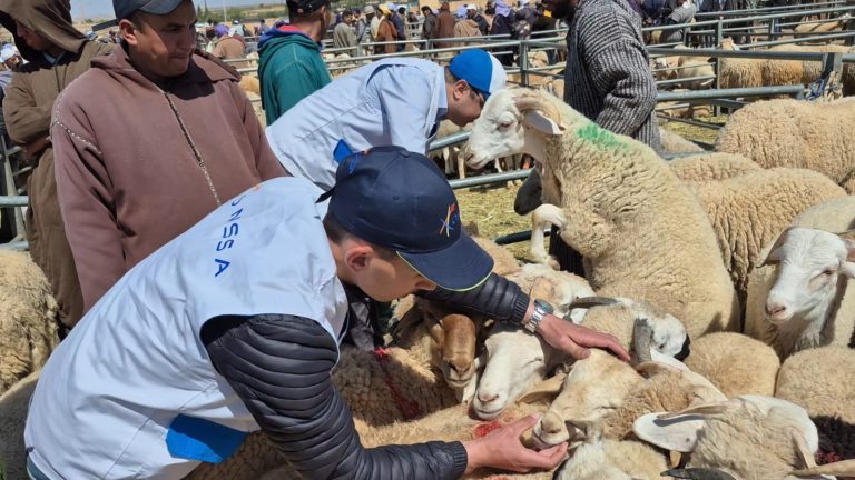 جرادة.. إقبال ملموس وتدابير صحية وتنظيمية صارمة لضمان جودة أضاحي العيد