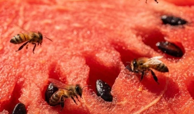 نحلة داخل قطعة "دلاح" تُنهي حياة ستيني بالفقيه بن صالح