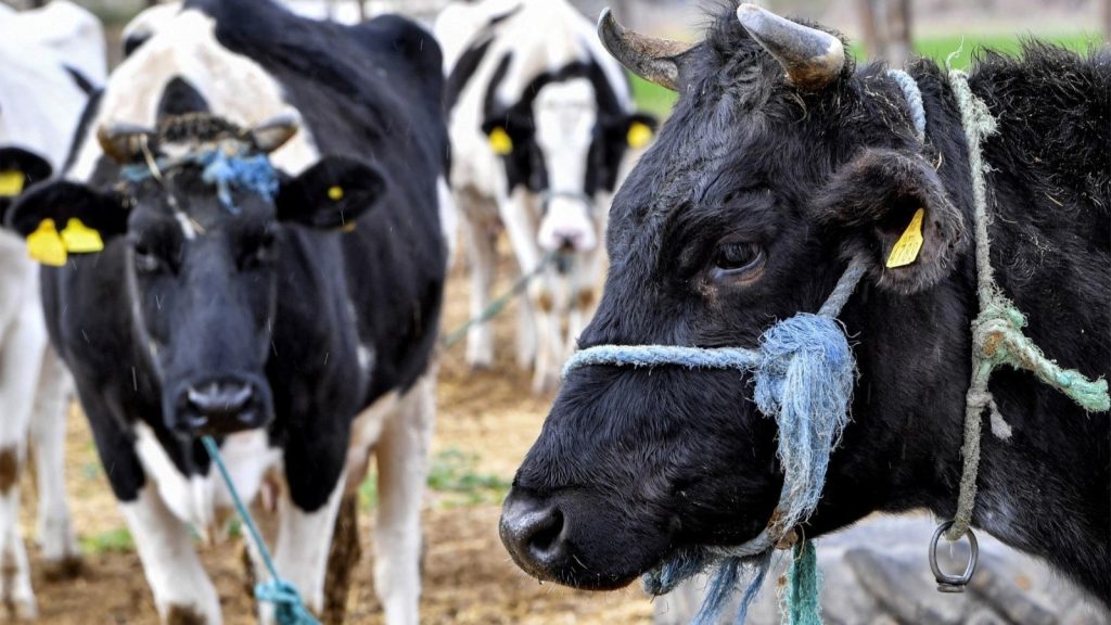 مرض غامض ينفق نحو 150 بقرة في الكونغو الديمقراطية