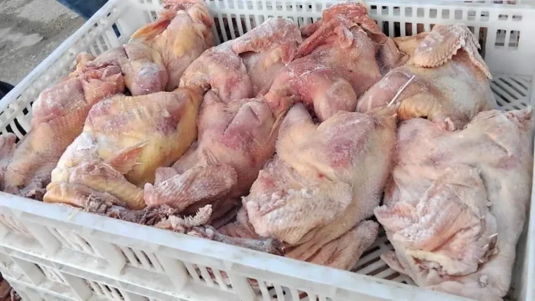 حجز وإتلاف أزيد من 160 كيلوغراماً من الدجاج الفاسد بالقنيطرة