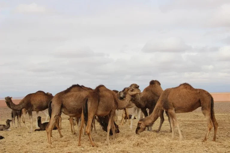 انتعاش أسواق الإبل في الأقاليم الجنوبية للمملكة قبل أيام من عيد الأضحى