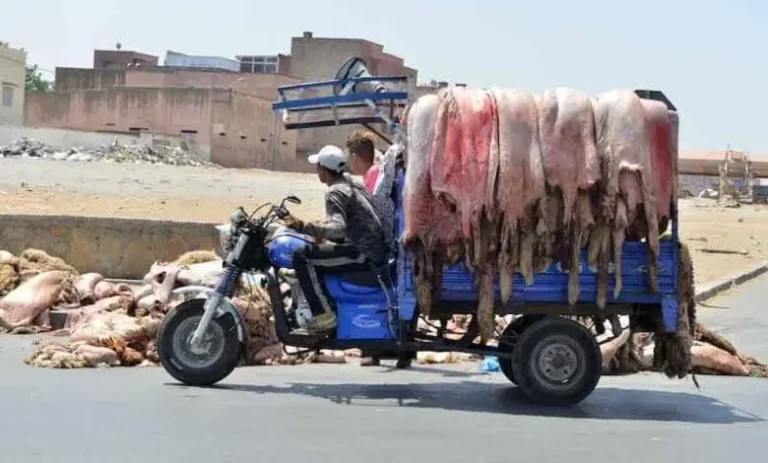 "الهيدورة" وحاويات النفايات.. كيف فقد جلد الأضحية مكانته في البيوت المغربية؟
