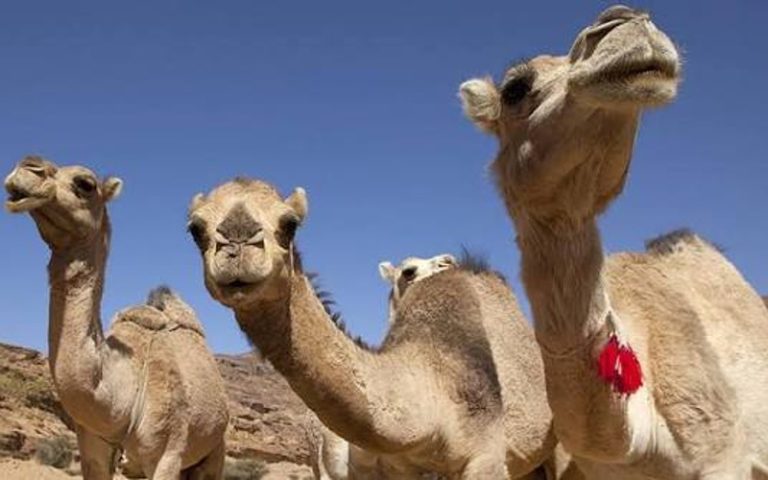 قطيع جمال يتسبب في حادثة سير مميتة بإقليم زاكورة