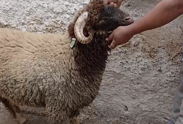 أضحية منسية داخل "فندق الخروف" تعود إلى مالكها بعد أسابيع من عيد الأضحى