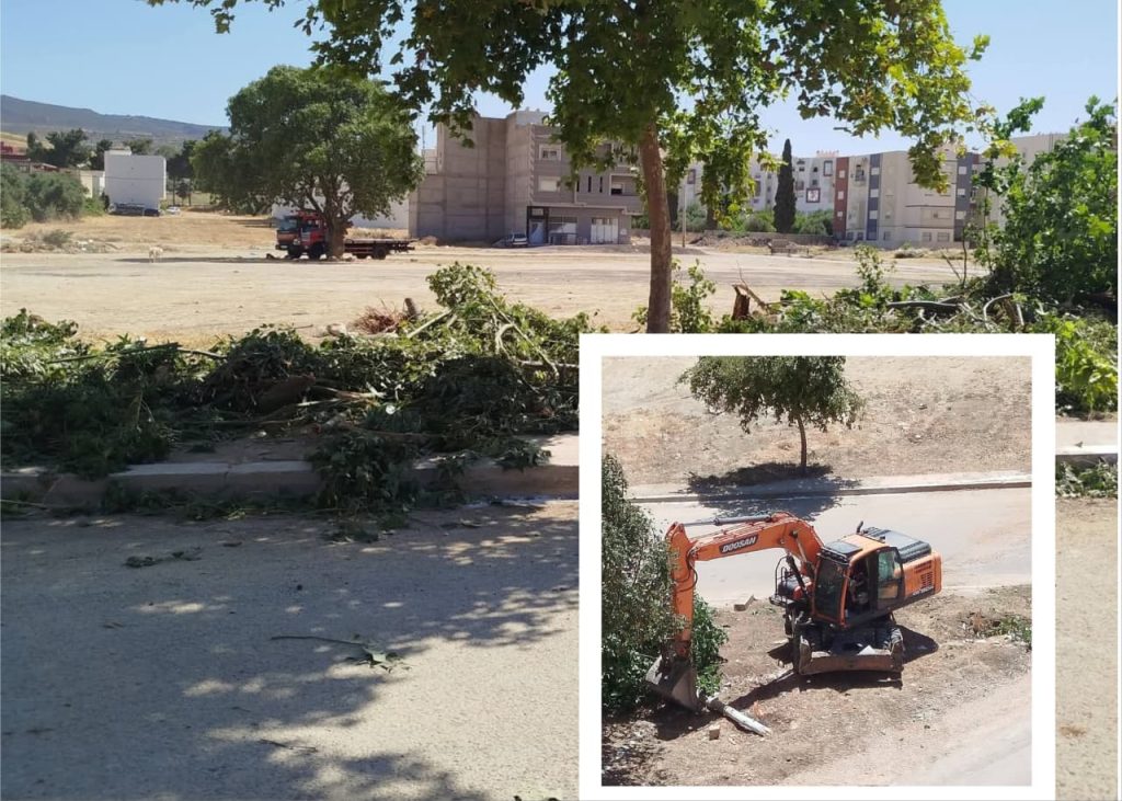 بين الجرافات والأشجار.. المجال الأخضر بتازة يدفع ثمن مشاريع التهيئة