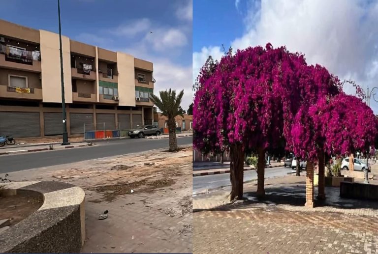 جدل واسع بعد إزالة شجرة بشارع الحسن الثاني في تيزنيت.. والجماعة توضح