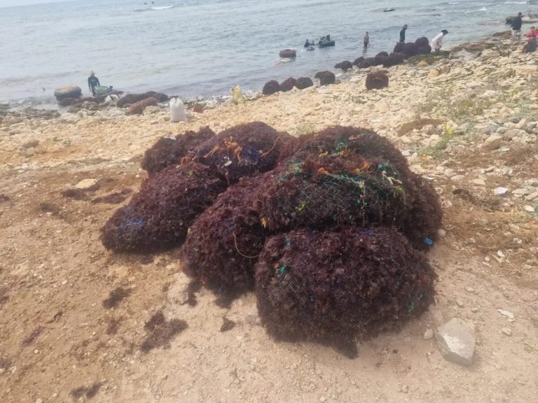 الدرك البحري يشدد الخناق على نهب الطحالب بسواحل الجديدة