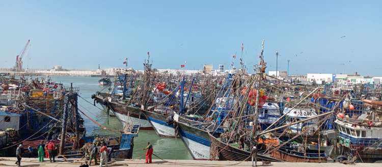 ارتفاع مفرغات الأسماك بميناء العيون يضع الطاقة الاستيعابية للميناء أمام تحديات متزايدة