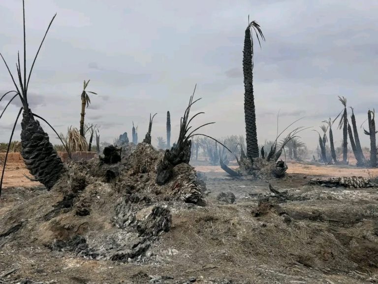 أتى على 140 نخلة.. السيطرة على حريق واحة ترناتة بزاكورة