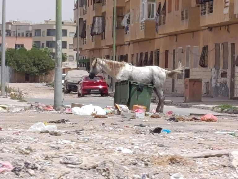 ربط الحمير والبغال بأعمدة الإنارة يثير استياء ساكنة برشيد