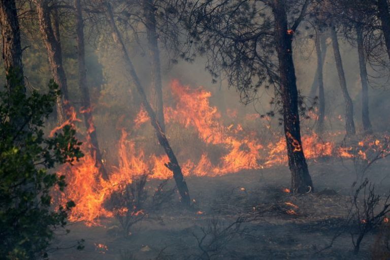 وفيات وخسائر مادية فادحة.. الحرائق تجتاح ولايات بالجزائر
