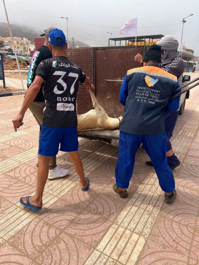 تزنيت.. حملة ميدانية لجمع الكلاب الضالة بشاطئ أكلو