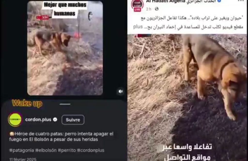 صراع سوري جزائري على كلب أرجنتيني ساهم في إخماد الحرائق - صورة