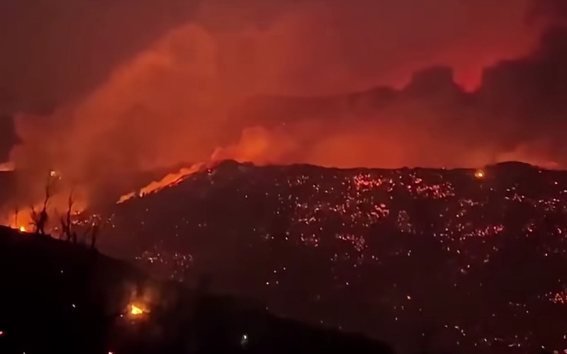 صراع سوري جزائري على كلب أرجنتيني ساهم في إخماد الحرائق - صورة