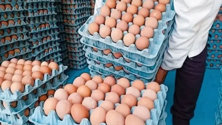 الدار البيضاء.. سعر البيض يعود للارتفاع ويتجاوز حاجز الدرهم من جديد