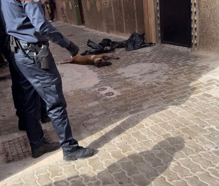 الصويرة.. استعمال السلاح الوظيفي أثناء هجوم كلب شرس على عناصر الأمن