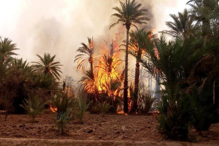 زاكورة.. حريق يندلع بواحة المكاترة ويهدد أشجار النخيل والحقول