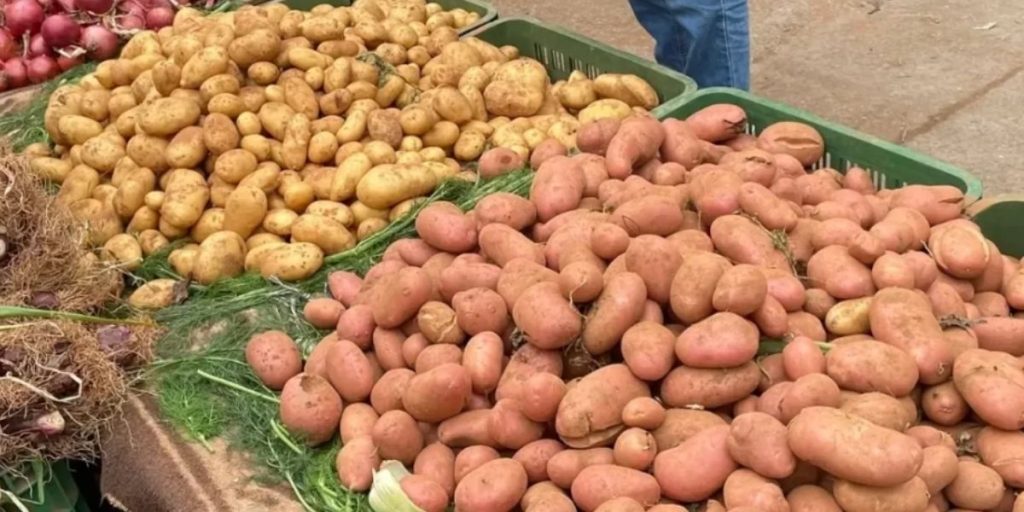 12 ألف طن من البطاطس تدخل المغرب في موسم استثنائي
