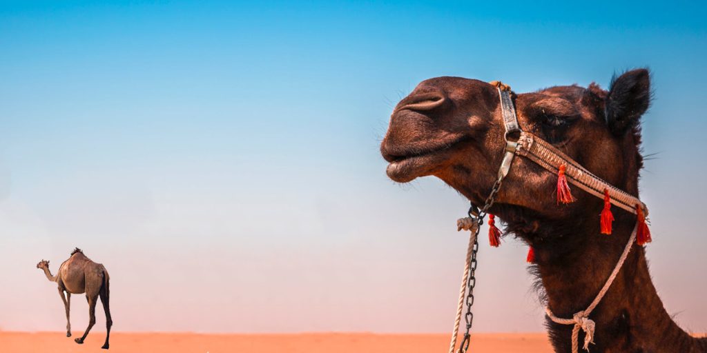 أكادير.. رأس للإبل بالشارع العام تستنفر ساكنة حي السلام