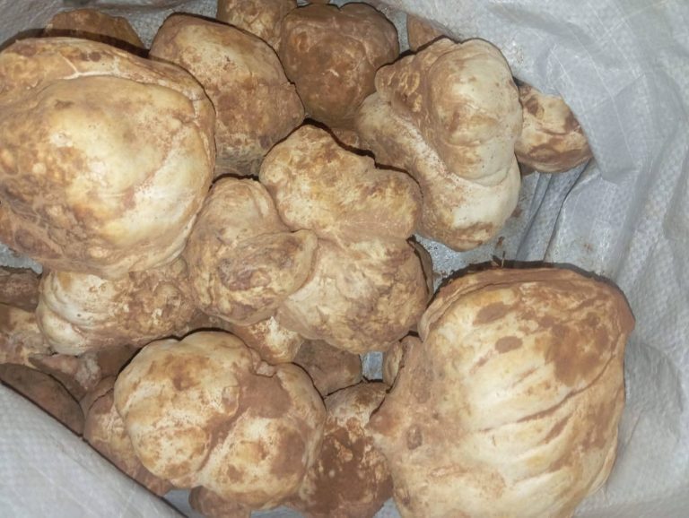 الترفاس المغربي.. كنز الصحراء الذي يتجاوز سعره 500 درهم للكيلوغرام