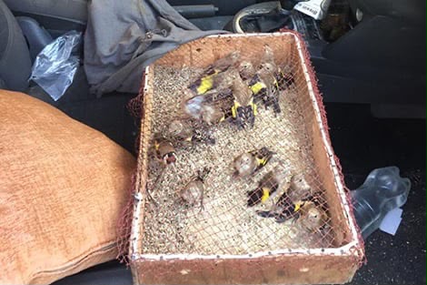 مراكش.. إيقاف شخص بحوزته عدد من طيور الحسون المهددة بالانقراض