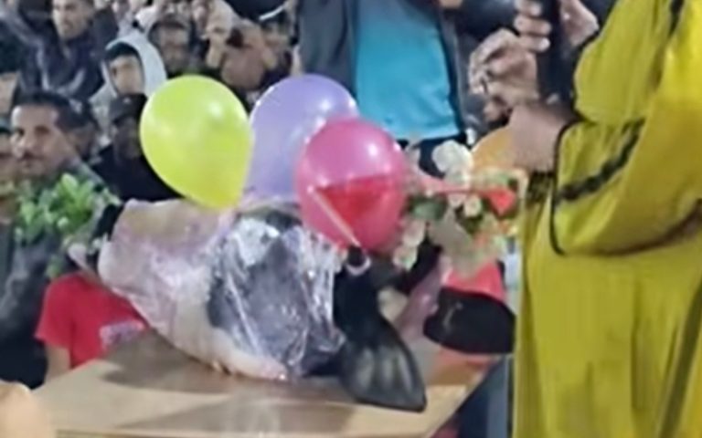 أولاد التايمة .. رأس عجل ب 3 ملايين ونصف في موسم الرمى بالكفيفات